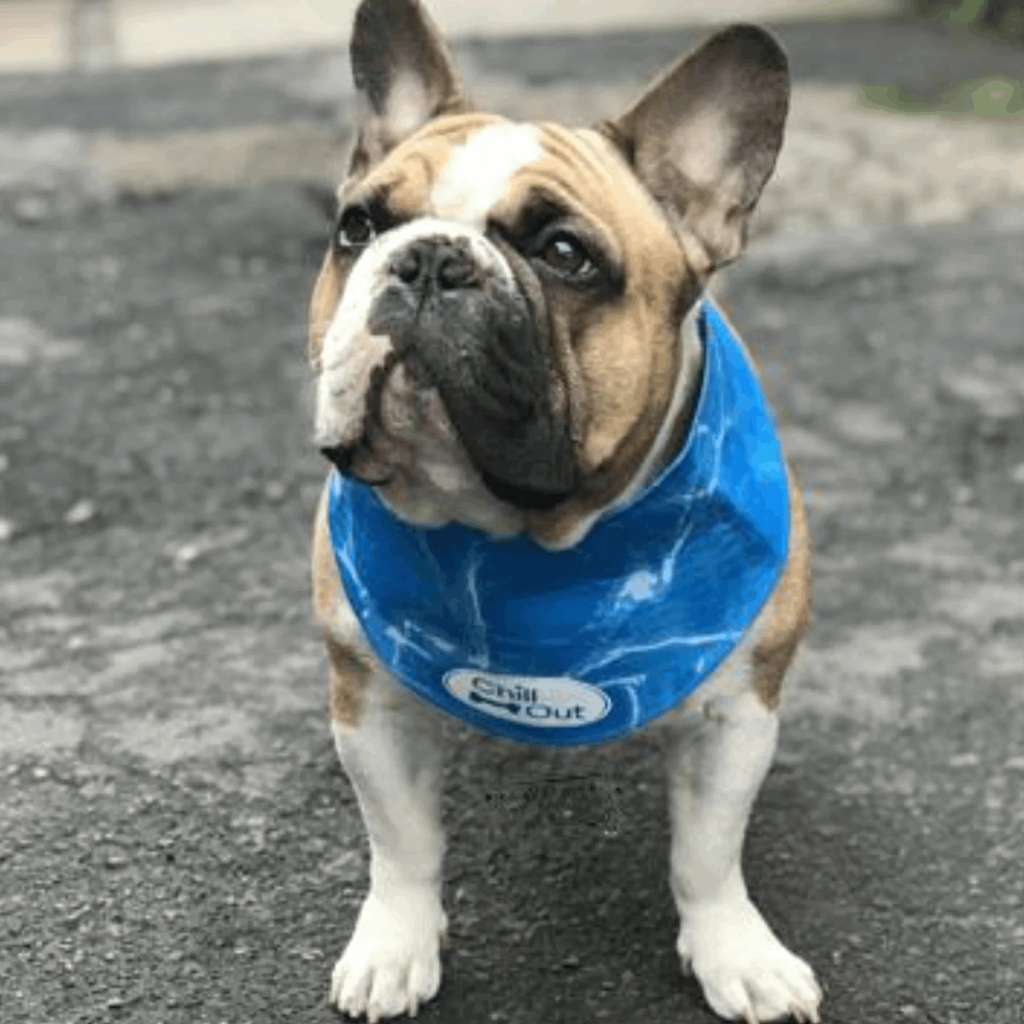 AFP Chill Out Bandana