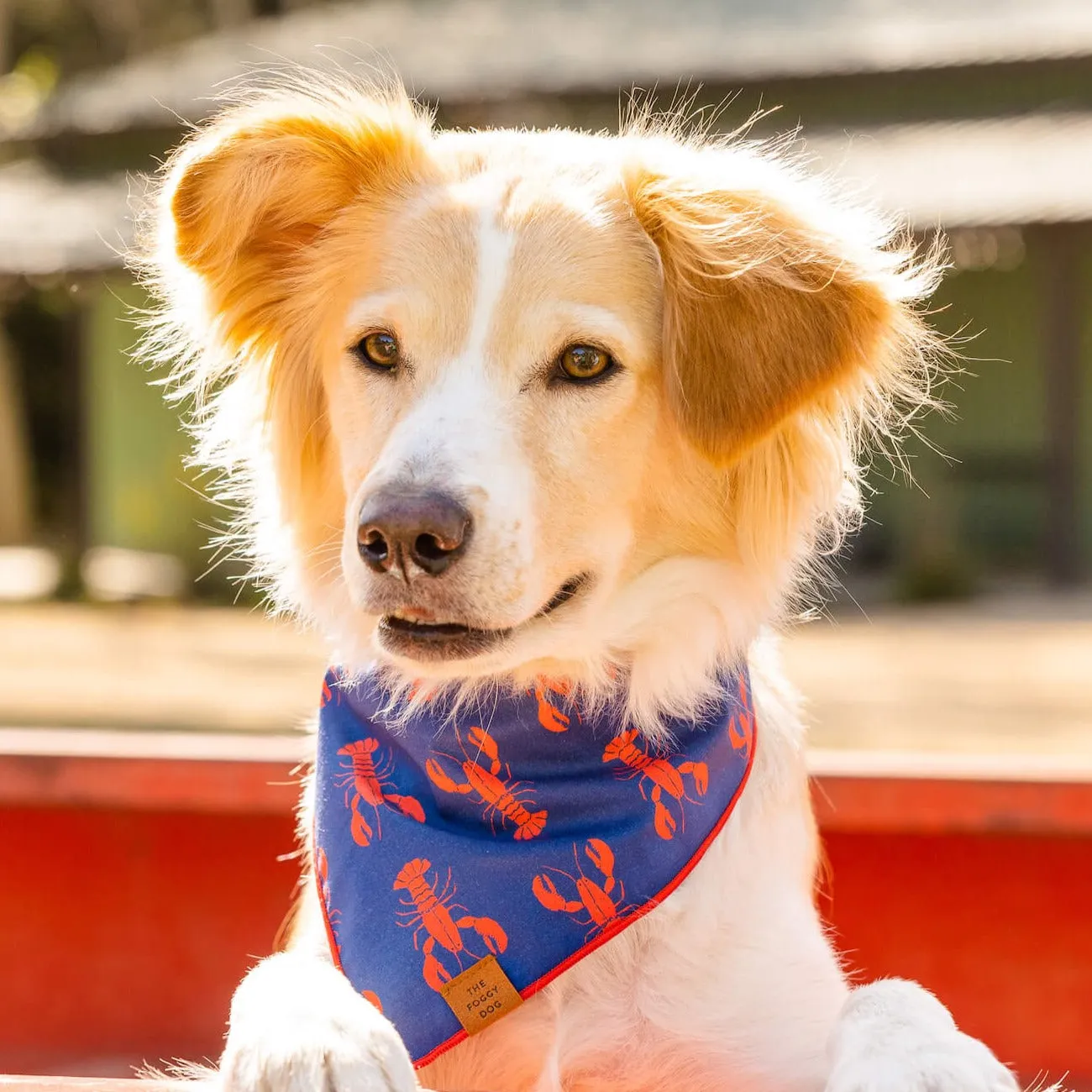 Catch of the Day Dog Bandana