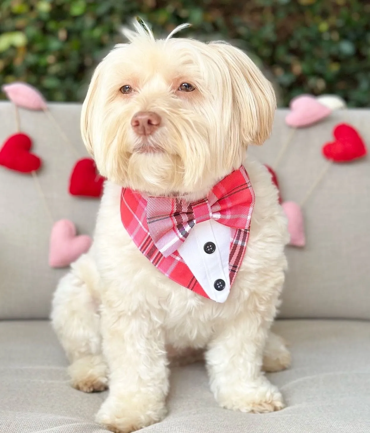 Fancy Valentines Dog Tuxedo