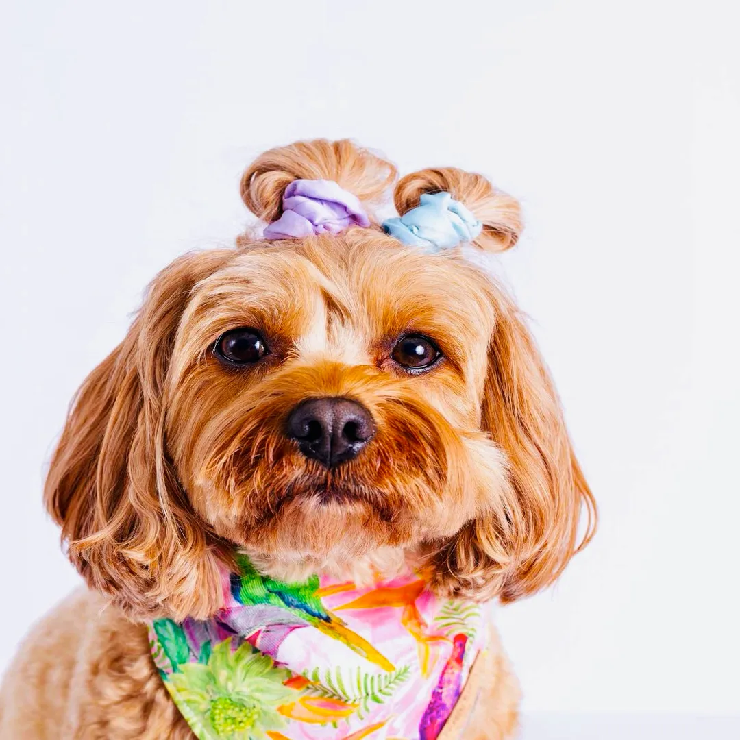 Mochima Paradise Dog Bandana