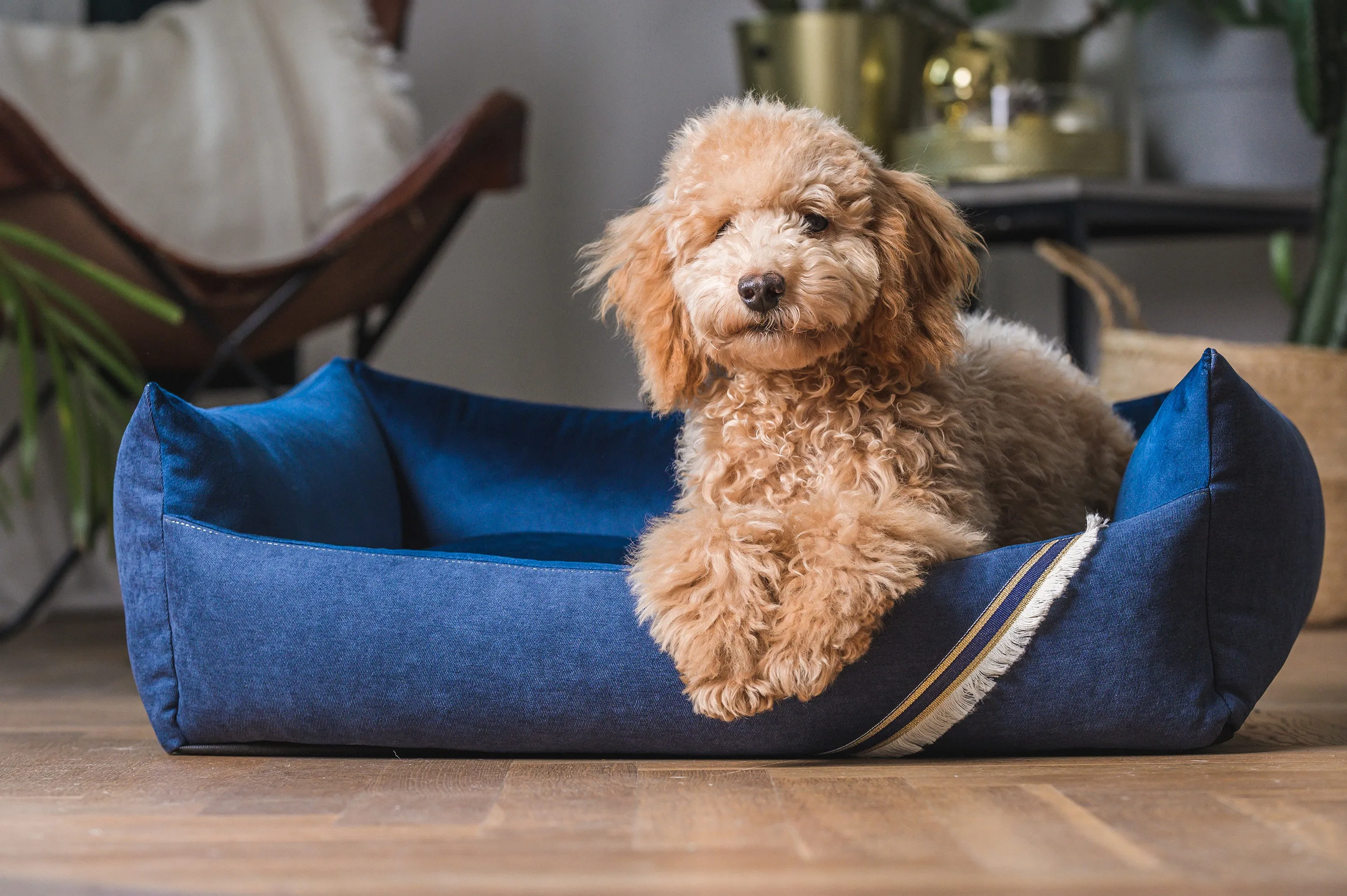 Oh Charlie Square Dog Bed Allure