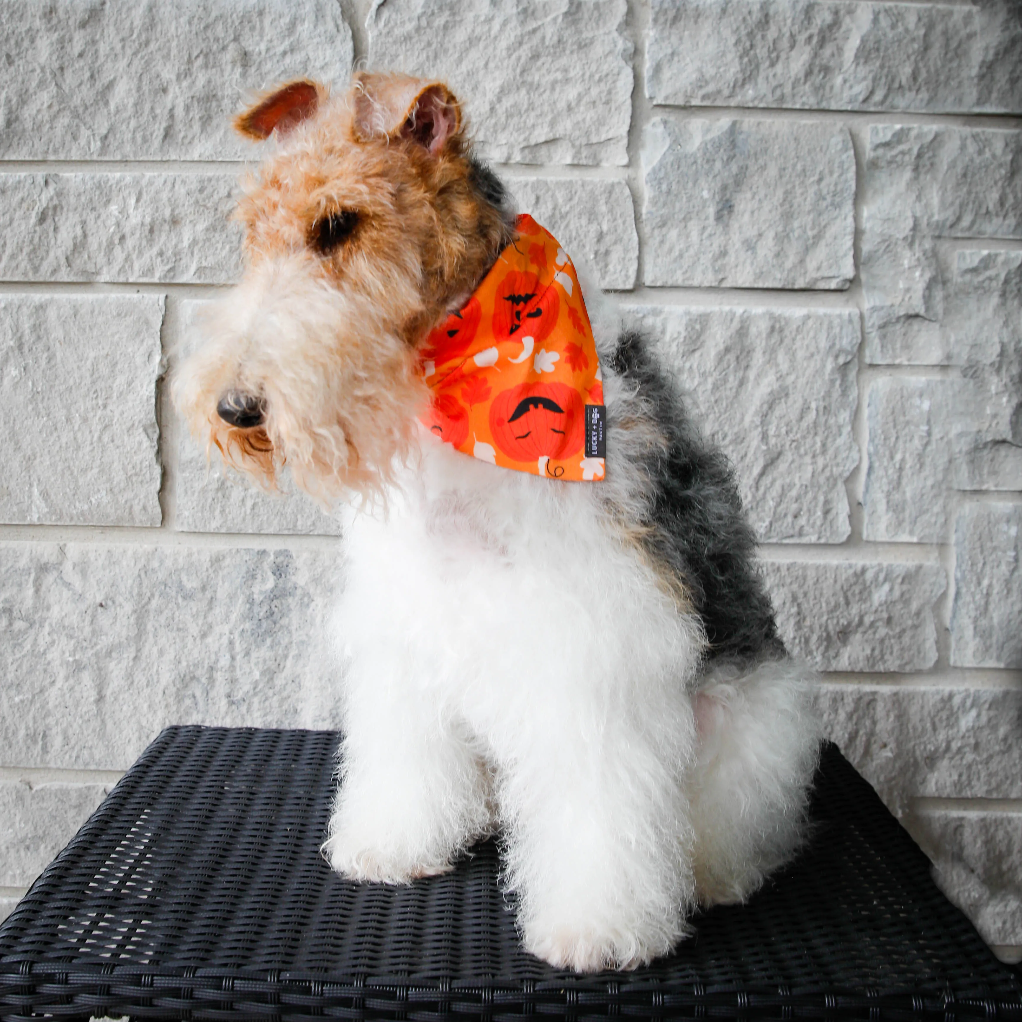 Pumpkin Pup- Bandana