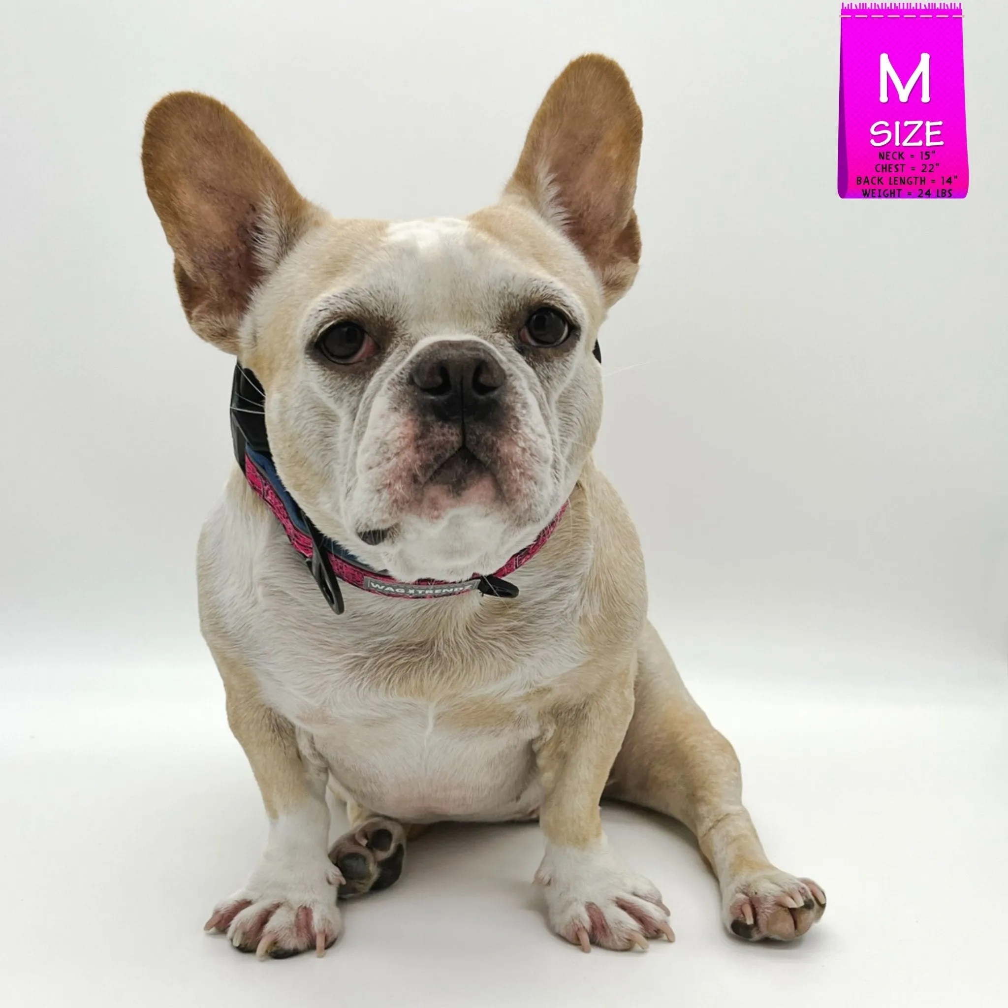 Reflective Dog Collar - Bandana Boujee - Hot Pink