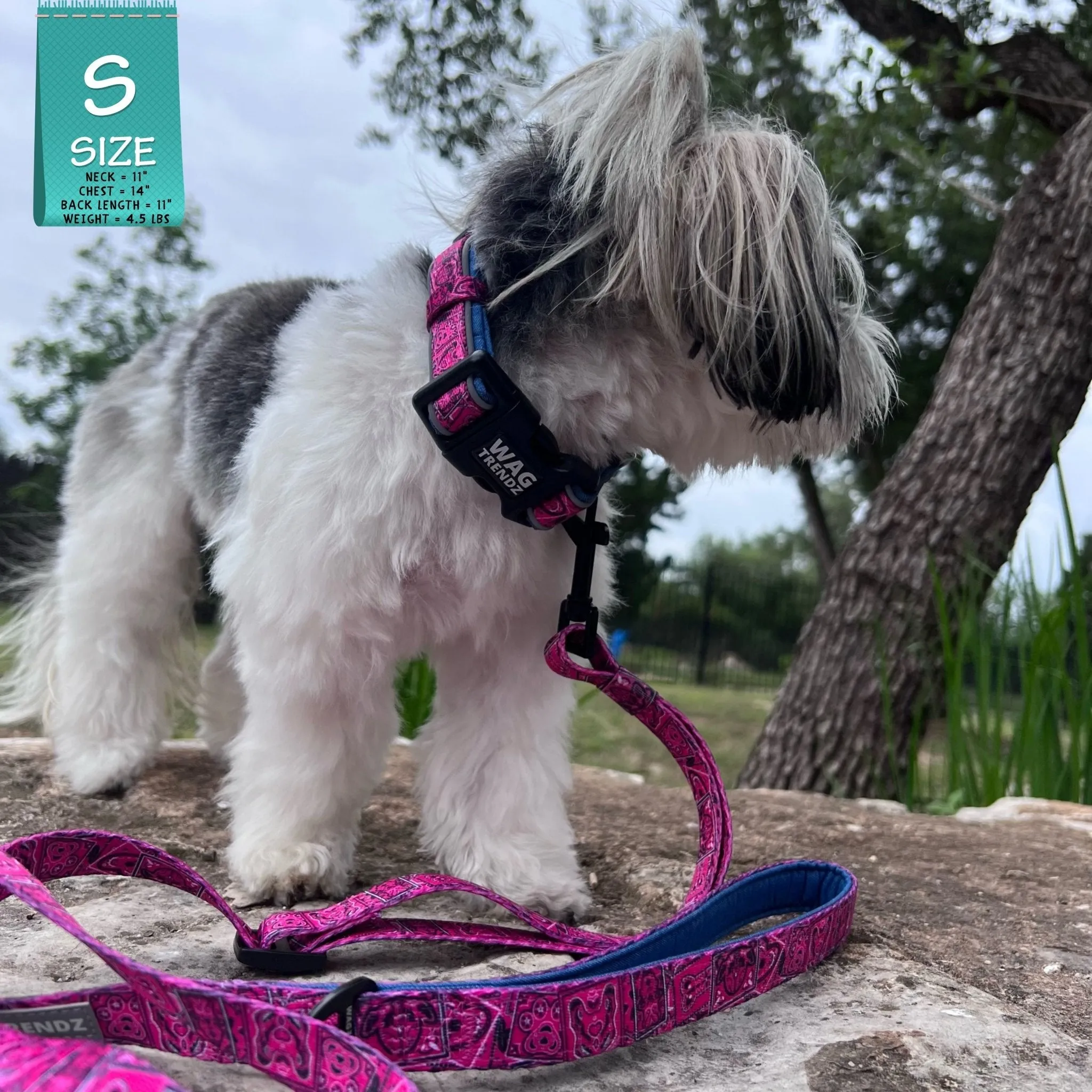 Reflective Dog Collar - Bandana Boujee - Hot Pink