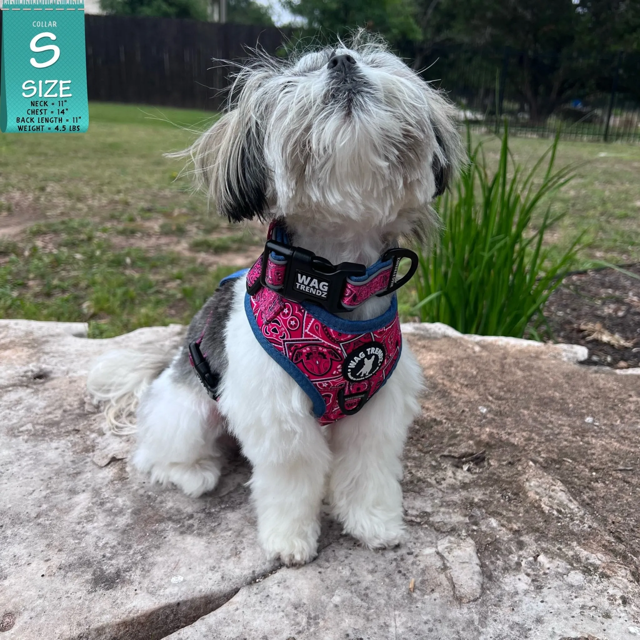Reflective Dog Collar - Bandana Boujee - Hot Pink