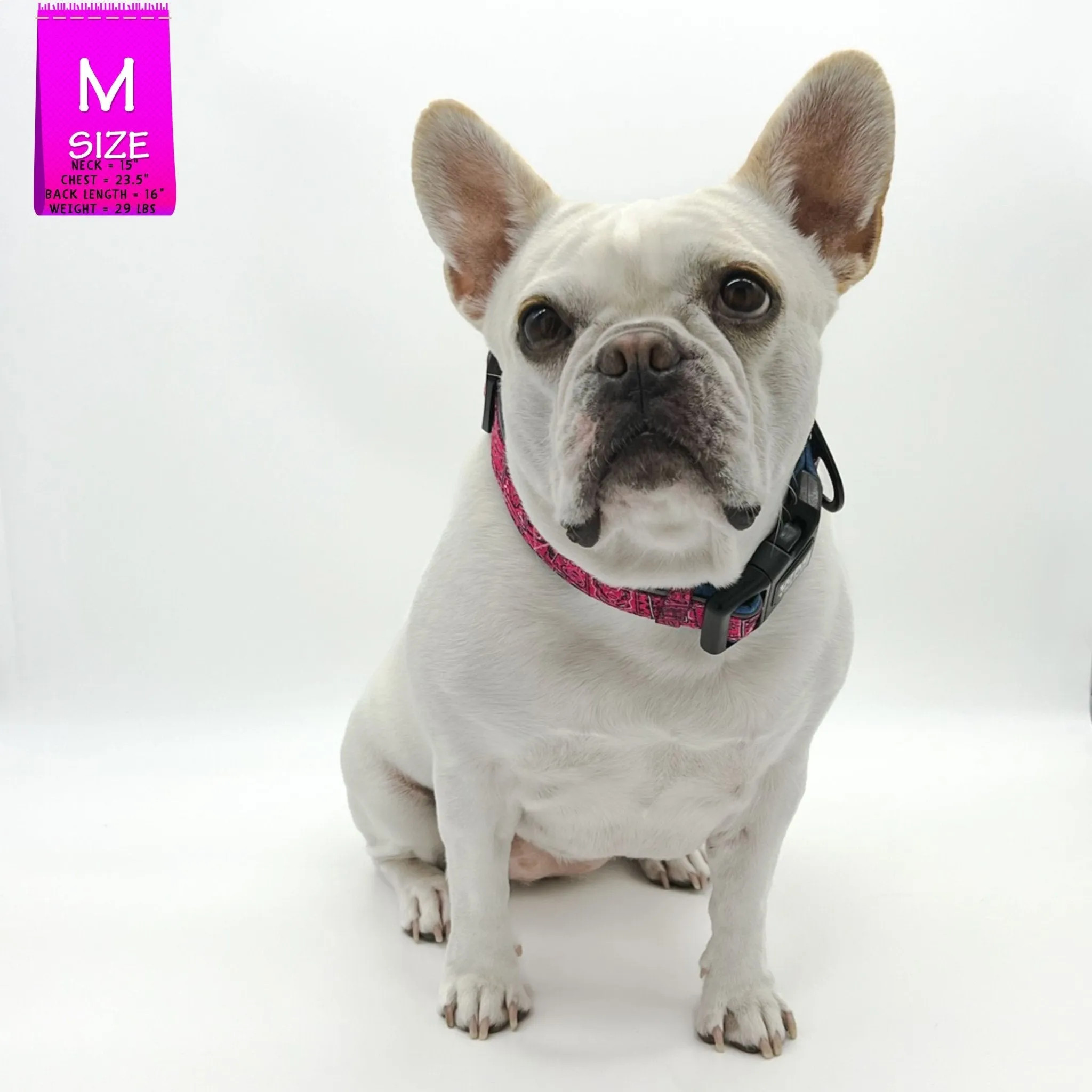 Reflective Dog Collar - Bandana Boujee - Hot Pink