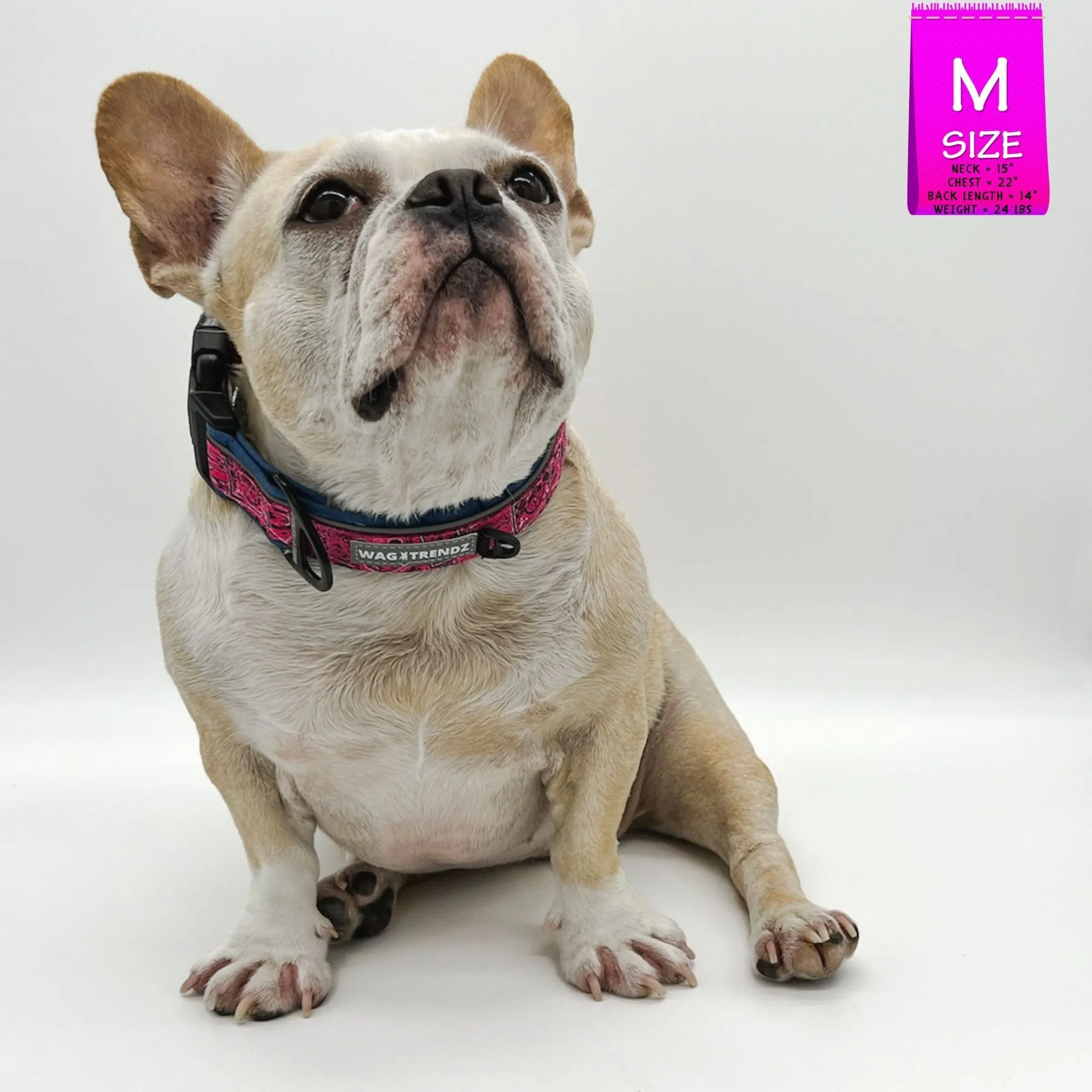 Reflective Dog Collar - Bandana Boujee - Hot Pink