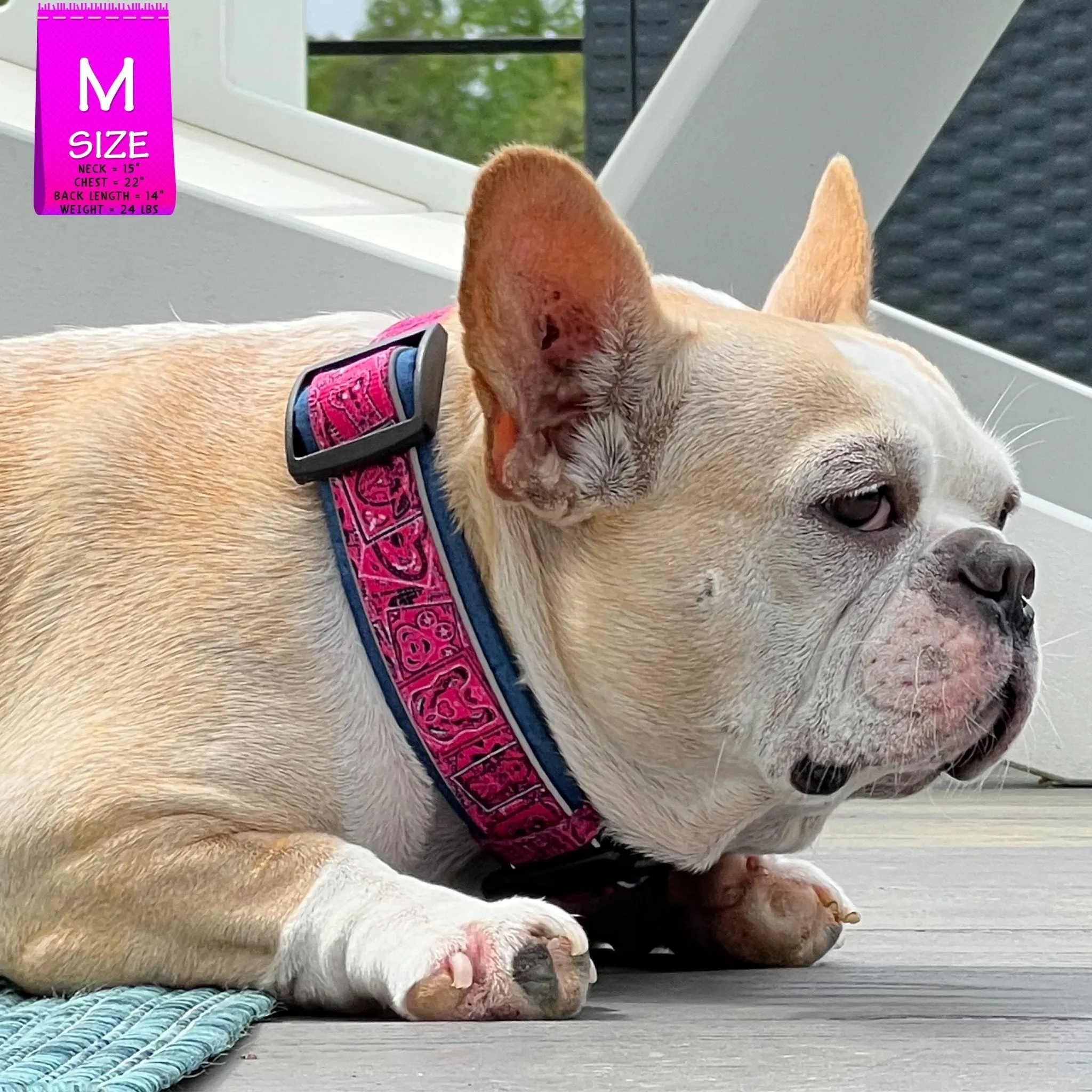 Reflective Dog Collar - Bandana Boujee - Hot Pink