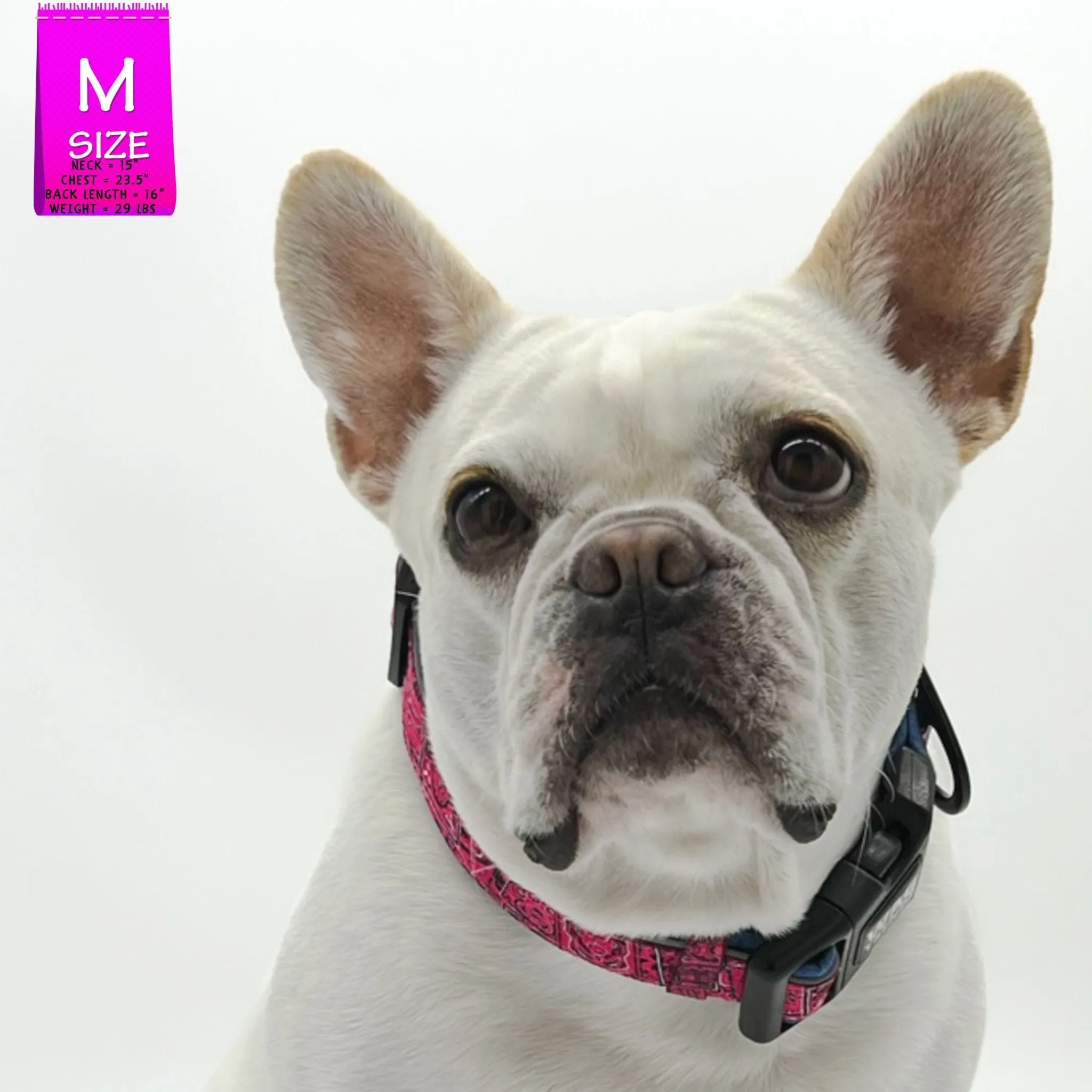 Reflective Dog Collar - Bandana Boujee - Hot Pink