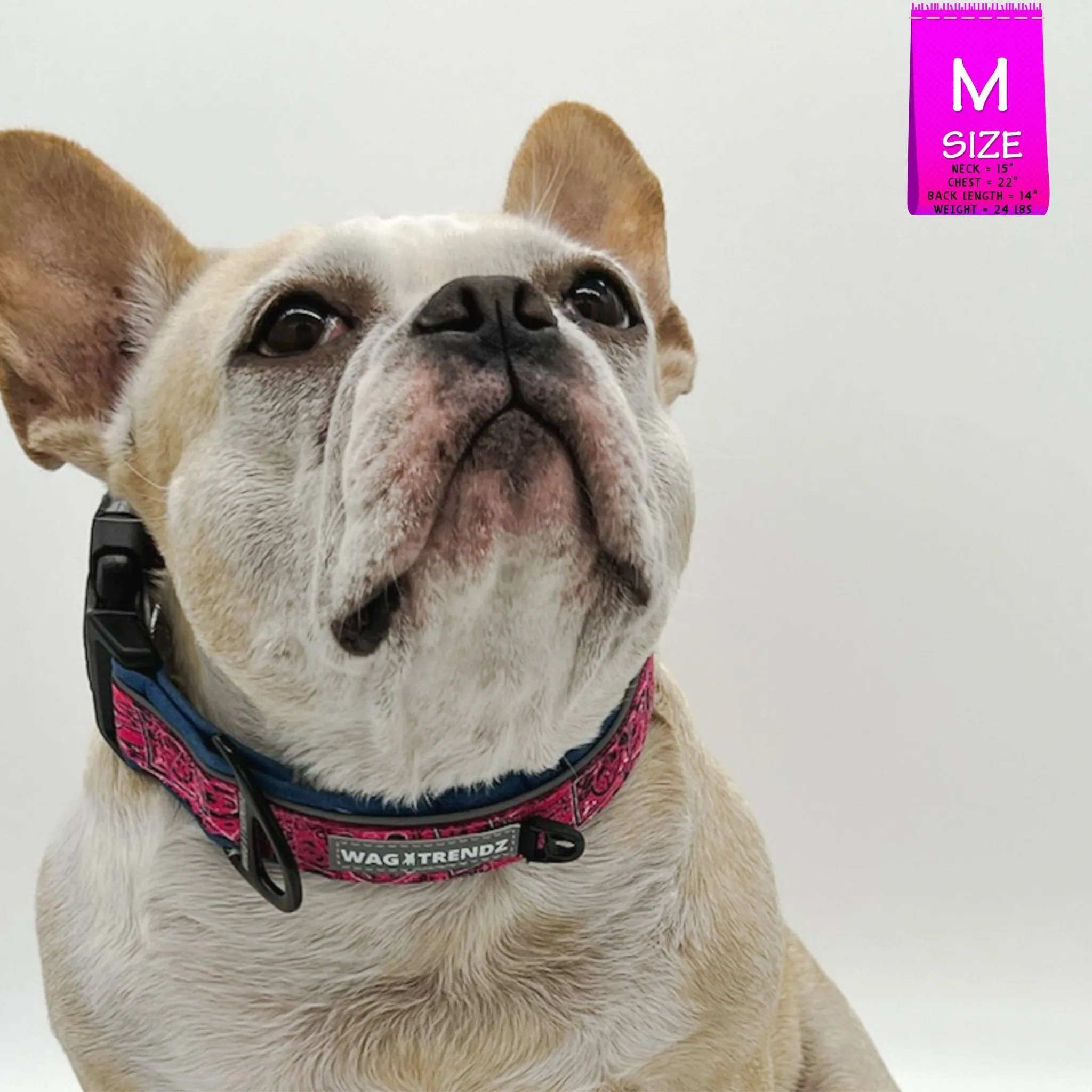 Reflective Dog Collar - Bandana Boujee - Hot Pink