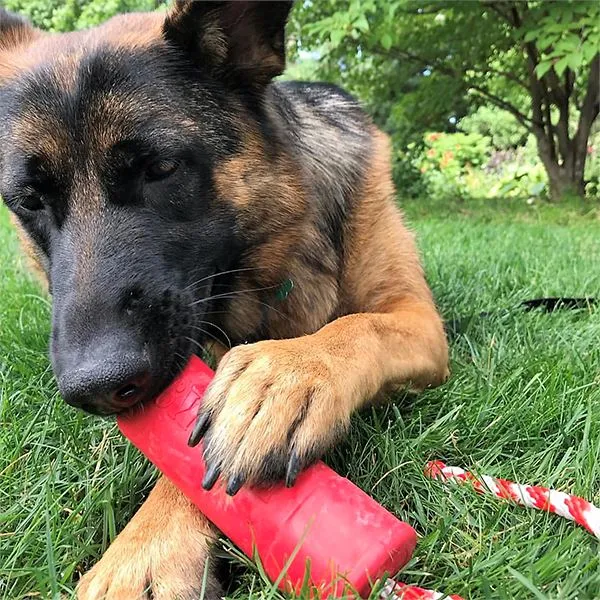 SODAPUP - USA-K9 Firecracker Durable Rubber Floating Toy 5.5"