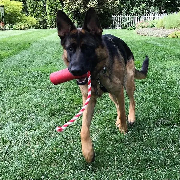 SODAPUP - USA-K9 Firecracker Durable Rubber Floating Toy 5.5"
