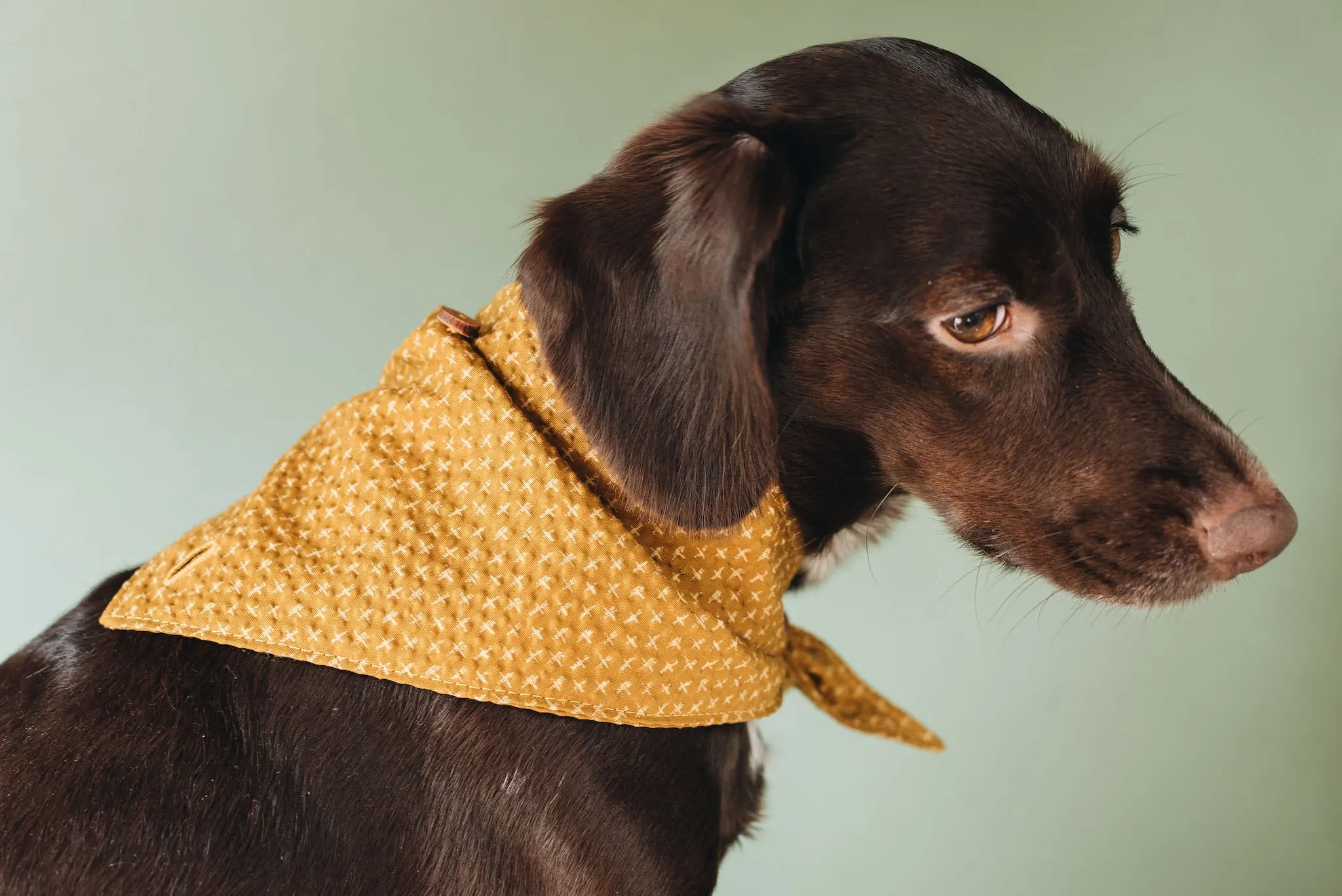 Tori Bandana for Dogs and Cats