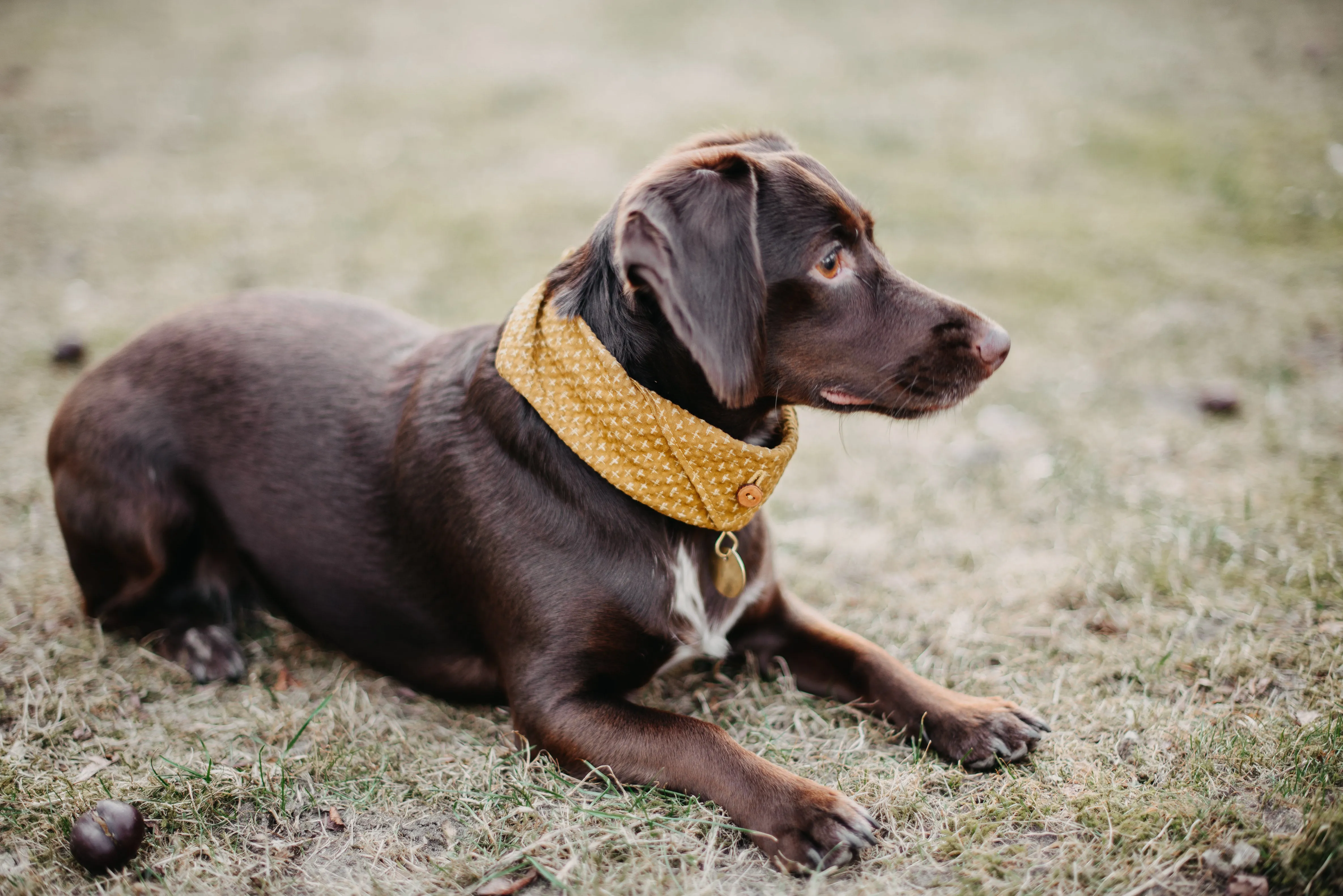 Tori Bandana for Dogs and Cats