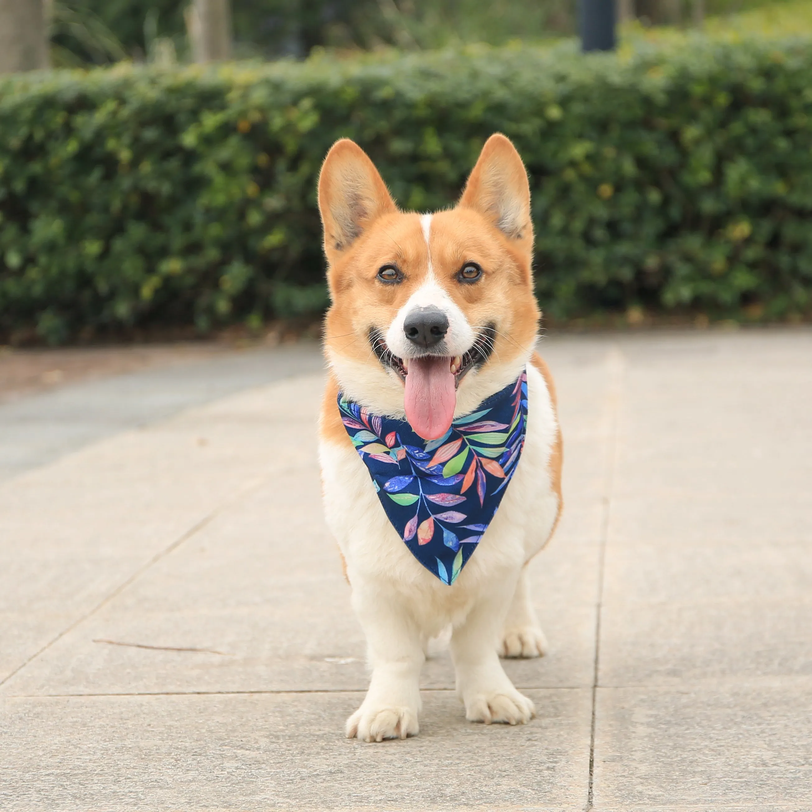 Tropical Dog Collar Bandana